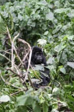 Mountain gorilla (Gorilla beringei beringei), juvenile among leaves, Bwindi Impenetrable Forest,