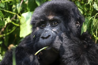 Mountain gorilla (Gorilla beringei beringei), eating leaves, animal portrait, Bwindi Impenetrable