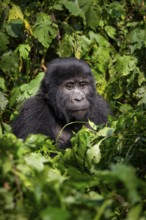 Mountain gorilla (Gorilla beringei beringei), between leaves, animal portrait, Bwindi Impenetrable