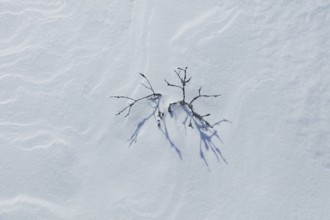 Closeup of small pine tree at snowy marsh in sunny winter weather with snow covering the ground,