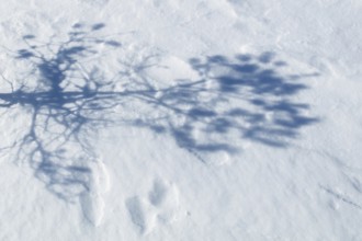 Abstract shadow of tree branches on white snow, Vastila, Finland
