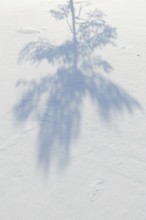 Abstract shadow of tree branches on white snow, Vastila, Finland