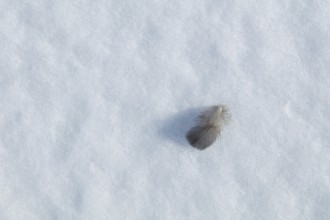 Closeup of bird feather on snowy marsh in sunny winter weather with snow covering the ground,