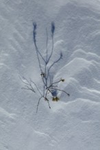 Closeup of small pine tree at snowy marsh in sunny winter weather with snow covering the ground,