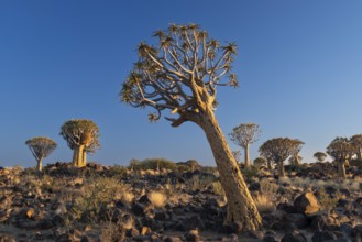 Quiver tree (Aloe dichotoma), Keetmanshoop, Karas Region, Namibia