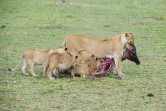 Lion (Panthera leo), lion family eats captured topi (Damaliscus lunatus), Masai Mara, Kenya