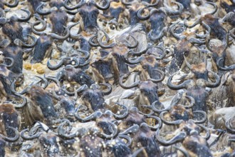 Striped wildebeest (Connochaetes taurinus), wildebeest crossing the Mara River, wildebeest