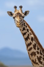 Maasai giraffe (Giraffa camelopardalis tippelskirchi), portrait, Masai Mara, National Park, Kenya,