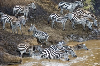 Zebras (Equus quagga), flock, water, Masai Mara, Kenya