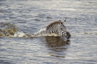 Zebra (Equus quagga), crosses Mara River while migrating, Kenya, East Africa