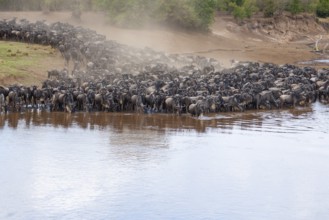 Striped wildebeest (Connochaetes taurinus), wildebeest migration, jostling wildebeest on the Mara