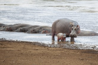 Hippopotamus, hippopotamus (Hippopotamus amphibius) and newborn young on the Mara River, Masai