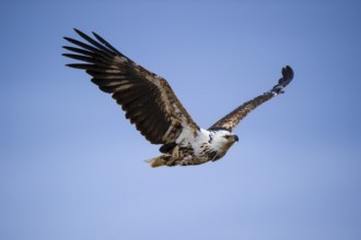African osprey (Pandion haliaetus) flying at sunset, Masai Mara, Kenya