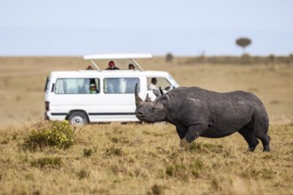 Black rhinoceros (Diceros bicornis) in front of safari wagon, Masai Mara, Kenya