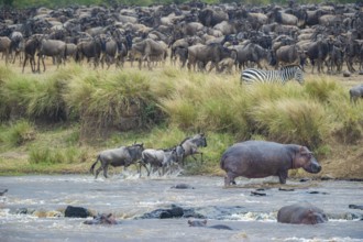 Wildebeest, wildebeest (Connochaetes taurinus), wildebeest, hippopotamus, hippo, (Hippopotamus