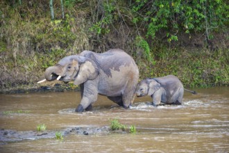 African elephants (Loxodonta africana), mother with young animal crossing the Mara River, Masai