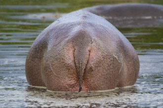 Hippopotamus, hippo (Hippopotamus amphibius), hippo, rear view, Masai Mara, Kenya, East Africa