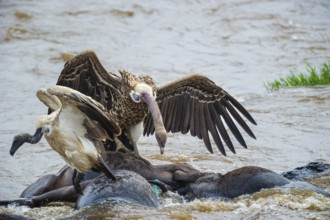 Sparrowhawk vultures (Gyps rüppellii) eat dead striped wildebeest (Connochaetes taurinus),