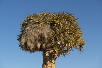 Nest of the common weaver (Philetairus socius) in a quiver tree (Aloe dichotoma), Keetmanshoop,