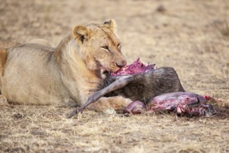 Lion (Panthera leo) eats preyed wildebeest (Connochaetes taurinus), Masai Mara, Kenya, East Africa