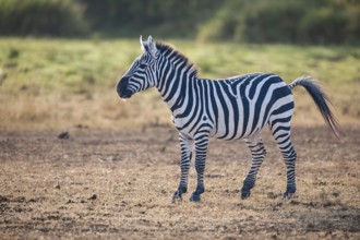 Steppe Zebra (Equus quagga boehmi), in the evening light, Masai Mara, National Park, Kenya, East