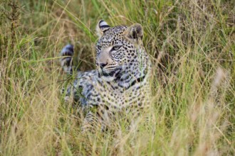 Leopard (Panthera pardus), Masai Mara National Reserve, Kenya, East Africa