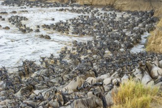 Striped wildebeest (Connochaetes taurinus), wildebeest migration, jostling wildebeest on the Mara