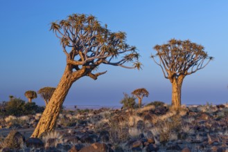 Quiver tree (Aloe dichotoma), Keetmanshoop, Karas Region, Namibia