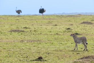 Cheetah (Acinonyx jubatus) keeps an eye out in the Masai Mara landscape, Kenya, East Africa
