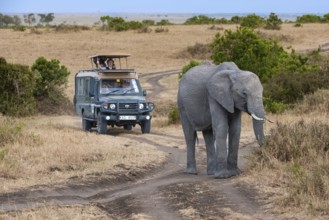 African elephant (Loxodonta africana), old female, lead cow in the Masai Mara landscape, tourists