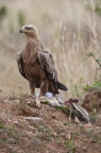 Predatory eagle or savanna eagle (Aquila rapax), adult bird with battered rabbit, Masai Mara, Kenya
