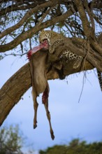 Leopard (Panthera pardus) eats captured striped gnu, white-bearded wildebeest (Connochaetes
