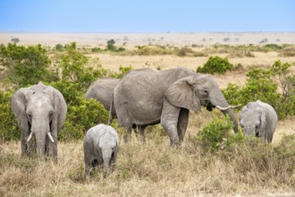 African elephants (Loxodonta africana), elephant family in the Masai Mara countryside, Kenya