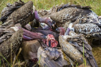 Sparrowhawk vultures (Gyps rüppellii) eat carrion, Masai Mara, Kenya