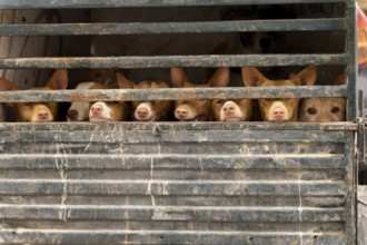 Rehala Podenco dogs standing caged in a transport truck, moving for hunting day in ronda, malaga,