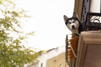Siberian husky with striking blue eyes peeking over an urban apartment balcony, watching the busy