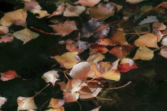 Colorful autumn leaves floating on a dark water surface, showing fall season concepts and natural