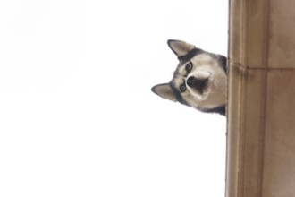 Siberian husky peeking from behind a column, tilting head and gazing down with curious blue eyes