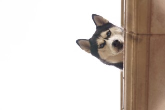 Siberian husky dog with blue eyes peeking nervously from behind a wall, looking directly at the