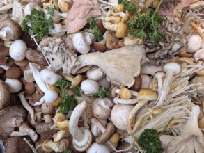 Edible fresh mushrooms at the weekly market market in Münster, North Rhine-Westphalia, Germany
