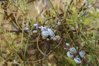 Ronda, malaga, spain Cluster of small snails with striped shells clinging to green and dried plant