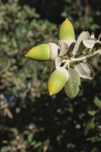 Ronda, malaga, spain Green acorns developing on an oak tree branch, symbolizing growth, potential,