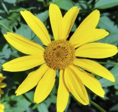 Geliopsis sunflower (Heliopsis helianthoides) on a green background. Macro photography of a flower