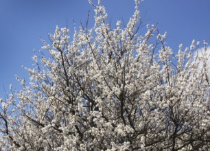 A blossoming apricot tree with dense branches covered in white flowers under a blue sky,