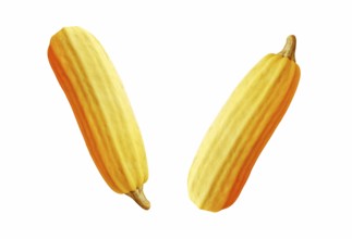 Golden ripe organic juicy zucchini, picked from the summer harvest