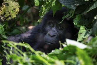 Mountain gorilla (Gorilla berengei berengei), Bwindi Impenetrable National Park, Uganda