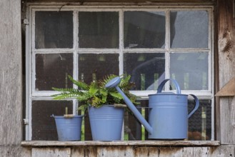 Blue watering can and fern on an old window sill in a rustic setting, North Rhine-Westphalia,