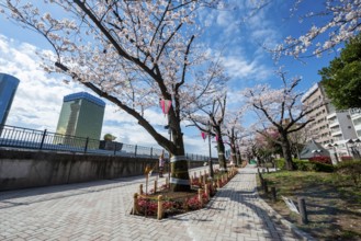 Sumida Park with blooming cherry trees, Japanese cherry blossoms, waterfront along the Sumida