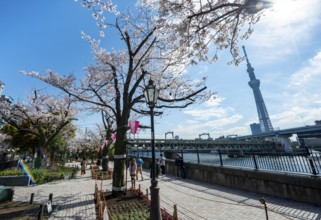 Sumida Park with blooming cherry trees, Japanese cherry blossoms, waterfront along the Sumida