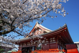 Cherry Blossoms and Red Temple, Buddhist Temple Complex, Japanese Cherry Blossom, Asakusa Shrine or